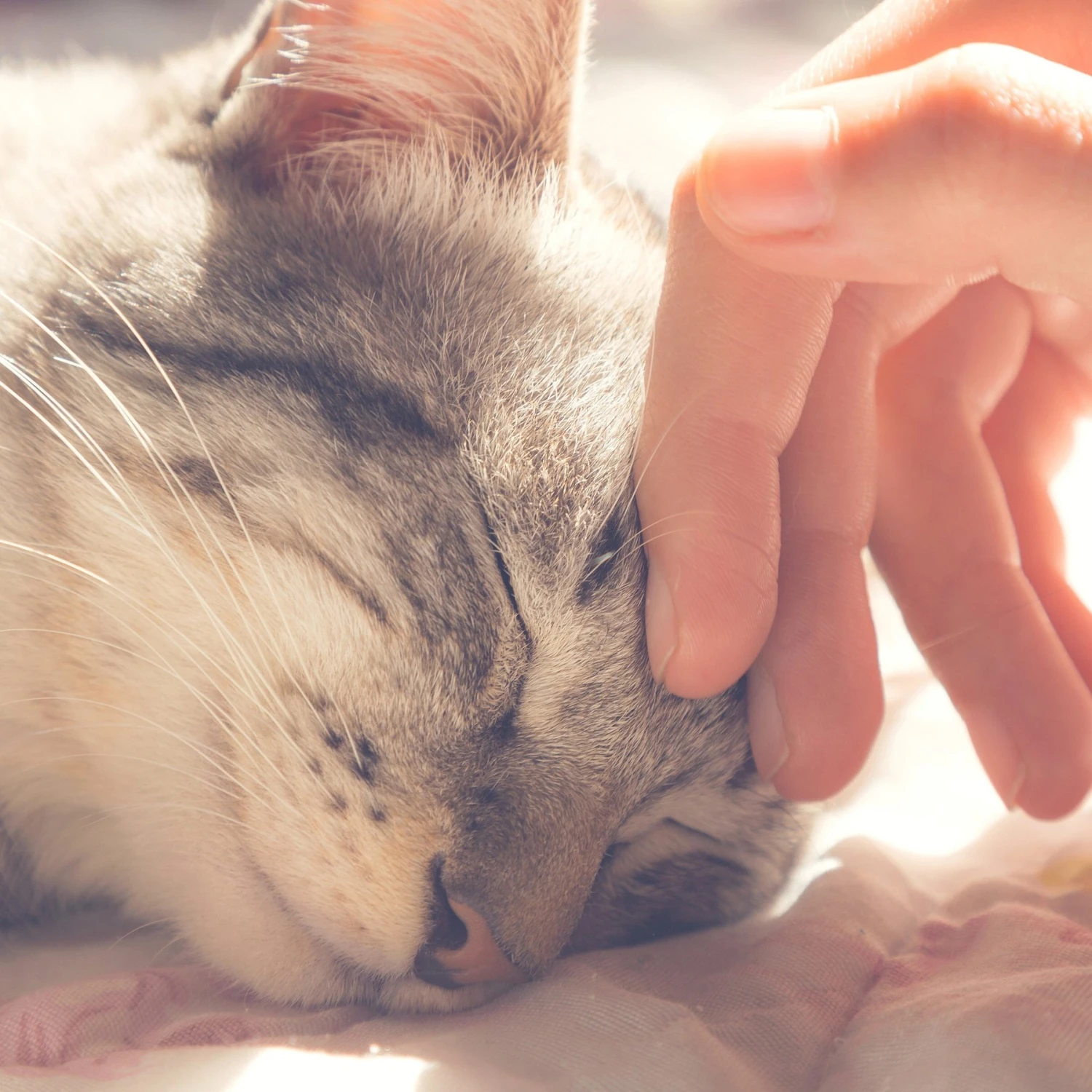 Pet Adobe Igloo Style Cat Tent 7 Pet Adobe Igloo Style Cat Tent - Image 5