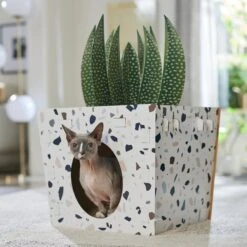Frisco Potted Succulent Cardboard Cat House 12 Frisco Potted Succulent Cardboard Cat House -Pet Supplies Store 317723 PT4. AC SS1800 V1688677260