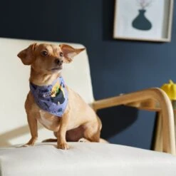 Disney Hocus Pocus Reversible Dog & Cat Bandana 13 Disney Hocus Pocus Reversible Dog & Cat Bandana -Pet Supplies Store 334706 PT8. AC SS1800 V1657656875