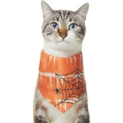 Frisco Orange Spiderweb Dog & Cat Costume Bandana -Pet Supplies Store 335046 PT2. AC SS1800 V1658716498