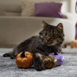 Frisco Halloween Bougie Pumpkins Plush Cat Toy With Catnip -Pet Supplies Store 344014 PT3. AC SS1800 V1657657029