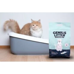Alpha Paw Genius Litter With Health Indicator Cat Litter, 6-lbs 13 Alpha Paw Genius Litter With Health Indicator Cat Litter, 6-lbs -Pet Supplies Store 344555 PT3. AC SS1800 V1667332411