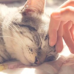 Pet Adobe Enclosed Cat Bed 13 Pet Adobe Enclosed Cat Bed -Pet Supplies Store 344952 PT4. AC SS1800 V1637280838