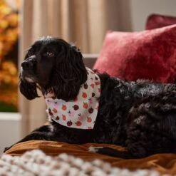 Frisco Apple Dog & Cat Bandana 16 Frisco Apple Dog & Cat Bandana -Pet Supplies Store 353786 PT6. AC SS1800 V1660749688