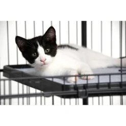 Prevue Pet Products Cat Cage Replacement Shelf 13 Prevue Pet Products Cat Cage Replacement Shelf -Pet Supplies Store 354652 PT2. AC SS1800 V1662060477