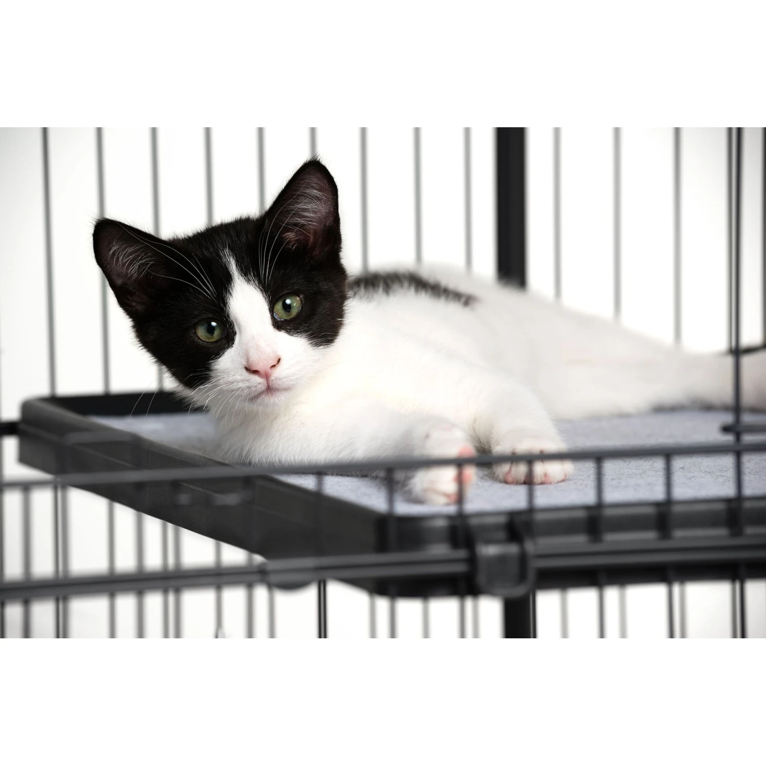 Prevue Pet Products Cat Cage Replacement Shelf 5 Prevue Pet Products Cat Cage Replacement Shelf - Image 3