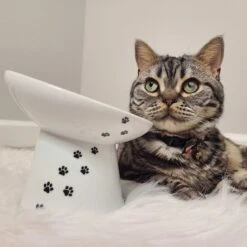 Necoichi Tilted Stress Free Raised Cat Food Bowl 17 Necoichi Tilted Stress Free Raised Cat Food Bowl -Pet Supplies Store 357117 PT7. AC SS1800 V1700515634