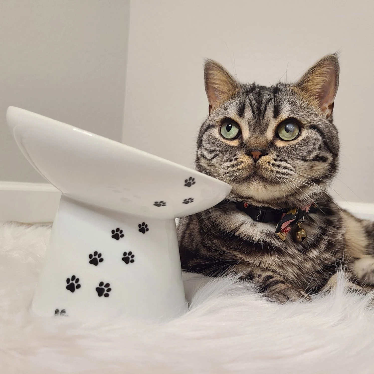 Necoichi Tilted Stress Free Raised Cat Food Bowl 10 Necoichi Tilted Stress Free Raised Cat Food Bowl - Image 8