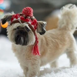 Frisco Reindeer Fair Isle Dog & Cat Pom Hat 12 Frisco Reindeer Fair Isle Dog & Cat Pom Hat -Pet Supplies Store 358309 PT4. AC SS1800 V1661797821