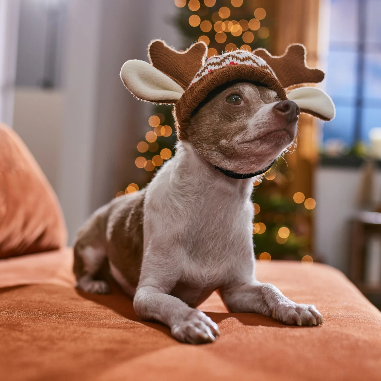 Frisco Antler Fair Isle Dog & Cat Hat 7 Frisco Antler Fair Isle Dog & Cat Hat - Image 5