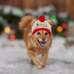 STAR WARS Knit Dog & Cat Hat 11 STAR WARS Knit Dog & Cat Hat -Pet Supplies Store 358443 PT4. AC SS1800 V1661799043