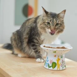 Frisco Cat Face Floral Wide Shape Elevated Non-Skid Ceramic Cat Bowl 10 Frisco Cat Face Floral Wide Shape Elevated Non-Skid Ceramic Cat Bowl -Pet Supplies Store 363377 PT3. AC SS1800 V1657657267
