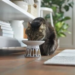 Frisco Cat Face Wide Shape Elevated Non-Skid Ceramic Cat Bowl -Pet Supplies Store 363381 PT3. AC SS1800 V1657657267