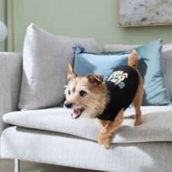 Frisco Birthday Vibe Dog & Cat T-Shirt 14 Frisco Birthday Vibe Dog & Cat T-Shirt -Pet Supplies Store 368790 PT7. AC SS1800 V1664994272