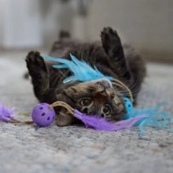 Frisco Feather & Play Plastic Balls Cat Toy, 2 Count -Pet Supplies Store 525998 PT3. AC SS1800 V1669148124