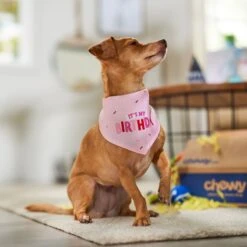 Frisco Dog & Cat Birthday Bandana 15 Frisco Dog & Cat Birthday Bandana -Pet Supplies Store 608206 PT5. AC SS1800 V1676643860