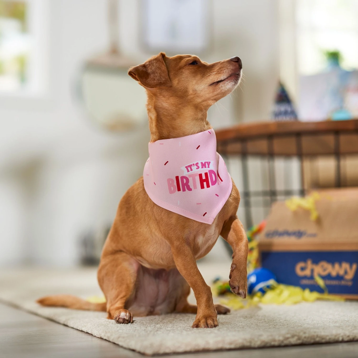 Frisco Dog & Cat Birthday Bandana 8 Frisco Dog & Cat Birthday Bandana - Image 6