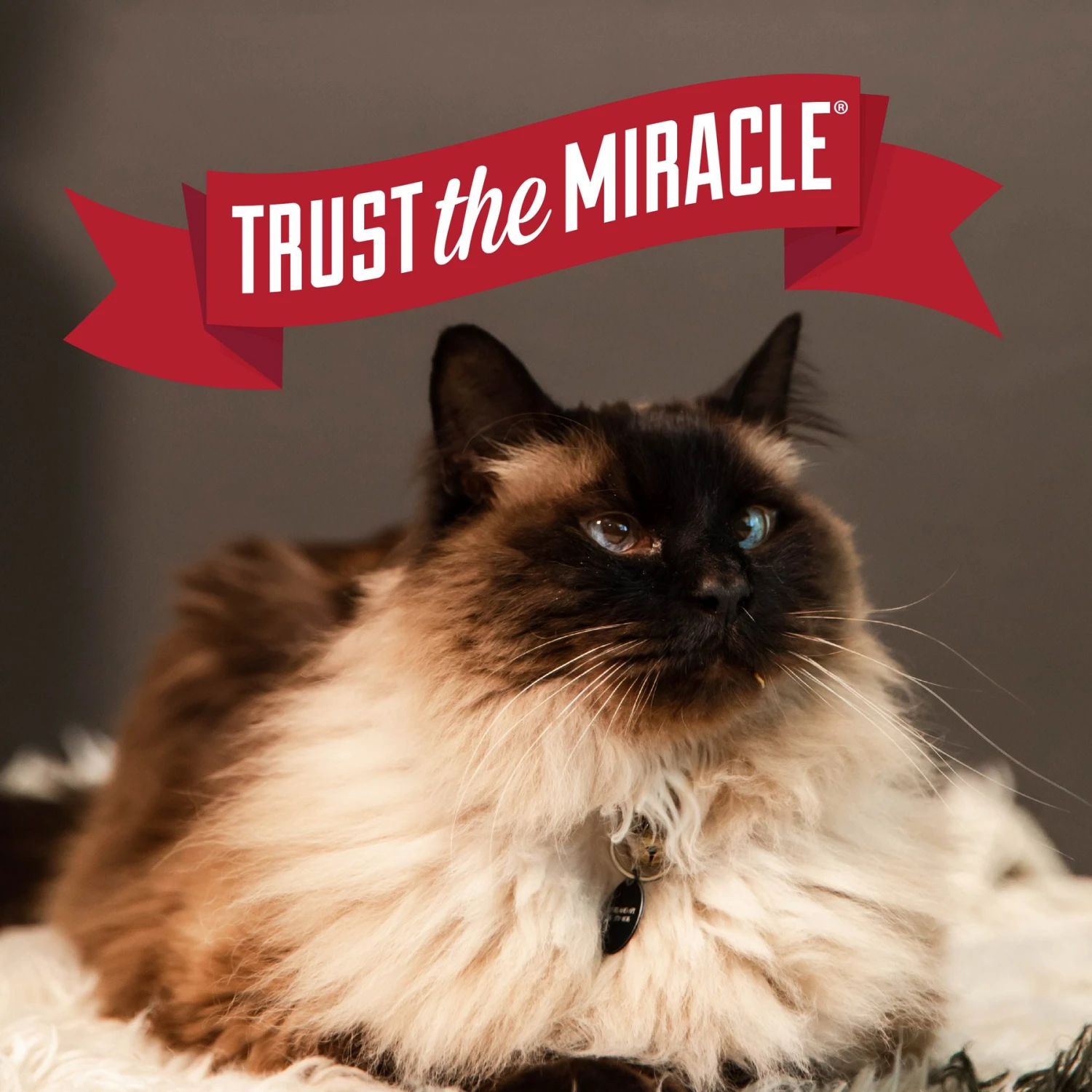 Nature's Miracle Intense Defense Scented Clumping Clay Cat Litter 9 Nature's Miracle Intense Defense Scented Clumping Clay Cat Litter - Image 7