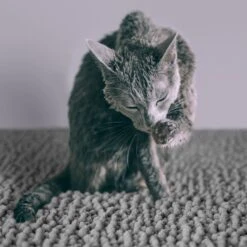 CatGuru Litter Mat, Gray 12 CatGuru Litter Mat, Gray -Pet Supplies Store 641030 PT4. AC SS1800 V1663797989