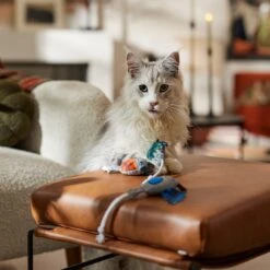 Frisco Halloween Cutie Bats Plush Cat Toy With Catnip 8 Frisco Halloween Cutie Bats Plush Cat Toy With Catnip -Pet Supplies Store 667990 PT3. AC SS1800 V1689354957