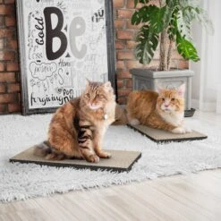 Way Basics Eco ZBoard Premium Cat Scratcher, 2 Count 8 Way Basics Eco ZBoard Premium Cat Scratcher, 2 Count -Pet Supplies Store 675390 PT2. AC SS1800 V1665779430