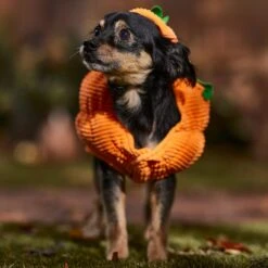 Frisco Pumpkin Ball Dog & Cat Costume -Pet Supplies Store 708902 PT7. AC SS1800 V1689282553