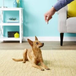 Ethical Pet Laser Exerciser Original 2 In 1 Dog & Cat Toy 14 Ethical Pet Laser Exerciser Original 2 In 1 Dog & Cat Toy -Pet Supplies Store 71427 PT4. AC SS1800 V1553880425