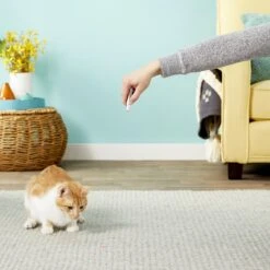 Ethical Pet Laser Exerciser Original 2 In 1 Dog & Cat Toy 15 Ethical Pet Laser Exerciser Original 2 In 1 Dog & Cat Toy -Pet Supplies Store 71427 PT5. AC SS1800 V1553880443