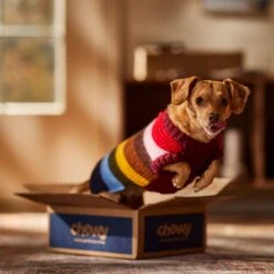 Frisco Chunky Knit Multi-Stripe Dog & Cat Sweater 16 Frisco Chunky Knit Multi-Stripe Dog & Cat Sweater -Pet Supplies Store 718662 PT7. AC SS1800 V1692378219