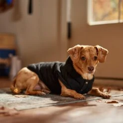 Frisco Quilted Fleece Dog & Cat Pullover Hoodie 18 Frisco Quilted Fleece Dog & Cat Pullover Hoodie -Pet Supplies Store 721030 PT7. AC SS1800 V1692378399