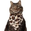 Frisco Leopard Faux Fur Dog & Cat Bandana 2 Frisco Leopard Faux Fur Dog & Cat Bandana -Pet Supplies Store 733894 MAIN. AC SS1800 V1692379950