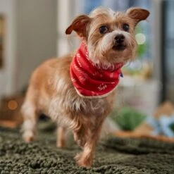 Frisco Reversible Candy Cane Cozy Knit Faux Fur Dog & Cat Pullover Bandana, 1 Count 14 Frisco Reversible Candy Cane Cozy Knit Faux Fur Dog & Cat Pullover Bandana, 1 Count -Pet Supplies Store 745294 PT6. AC SS1800 V1694794121