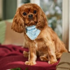 Frisco Reversible Snowflake Cozy Knit Faux Fur Dog & Cat Pullover Bandana, 1 Count 14 Frisco Reversible Snowflake Cozy Knit Faux Fur Dog & Cat Pullover Bandana, 1 Count -Pet Supplies Store 746630 PT6. AC SS1800 V1694799358