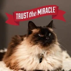 Nature's Miracle Intense Defense Odor Control Cat Litter, 40-lb Bag -Pet Supplies Store 767566 PT7. AC SS1800 V1675442941